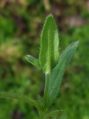 Myosotis discolor discolor