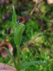 Myosotis discolor discolor