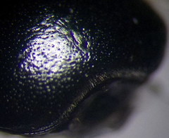 Coptosoma mucronatum