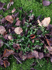 Myosotis discolor discolor