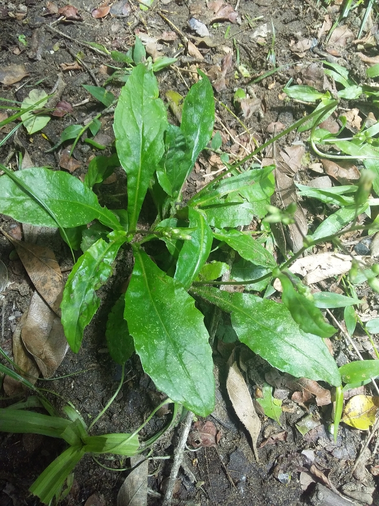 Exostigma rivulare