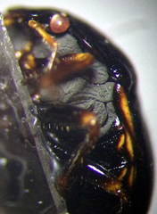 Coptosoma mucronatum