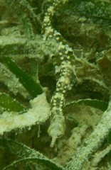 Corythoichthys polynotatus