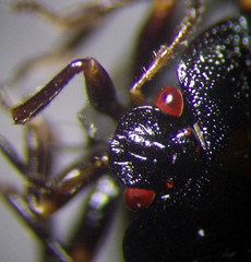 Coptosoma mucronatum