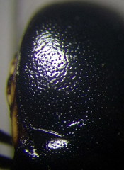 Coptosoma mucronatum