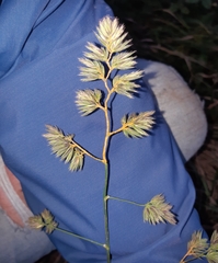 Puccinia graminis