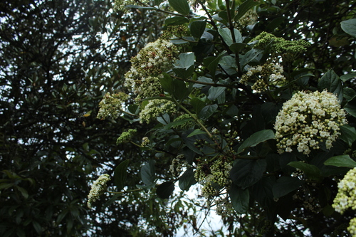 Viburnum tinoides, photograph 2