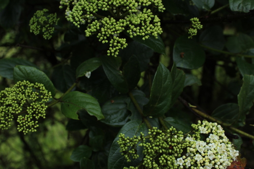 Viburnum tinoides, photograph 3
