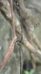 Coeliccia flavicauda