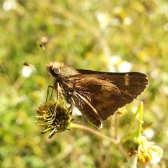 Lon melane vitellina