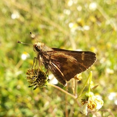 Lon melane vitellina