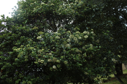 Viburnum tinoides, photograph 4