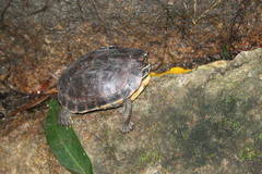 Malayemys macrocephala