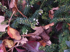 Erica carnea
