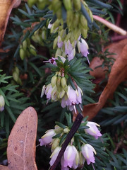 Erica carnea