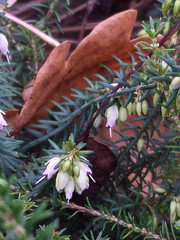 Erica carnea