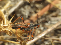 Rhynocoris cuspidatus