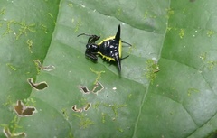 Micrathena pungens