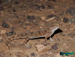 Thick-Tailed Tuberculated Gecko photo 5