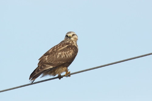 Busardo calzado (Buteo lagopus)