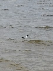 Chroicocephalus ridibundus