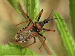 Rhynocoris cuspidatus