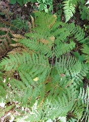 Pteridium tauricum