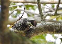 Yungipicus moluccensis