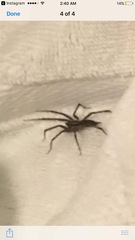 Araneae