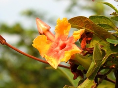 Mandevilla subsagittata