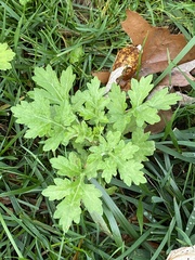 Artemisia vulgaris