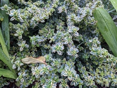 Thymus × citriodorus