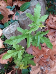 Platanaceae