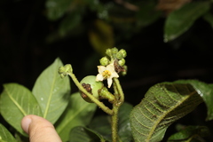 Solanum oblongifolium