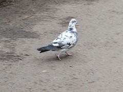 Columba livia domestica