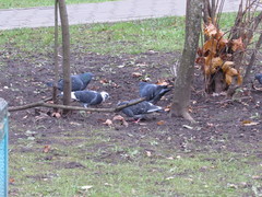 Columba livia domestica