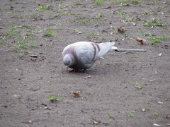 Columba livia domestica