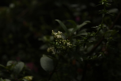 Galianthe bogotensis