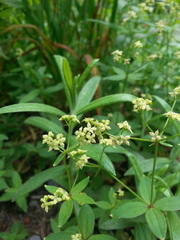 Galium oreganum