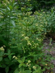 Galium oreganum