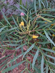 Berberis eurybracteata