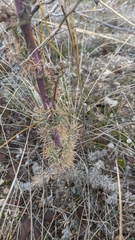 Seseli dichotomum