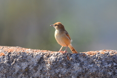 Cisticola lais