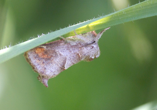 Clostera pigra