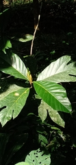 Artocarpus hirsutus