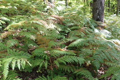 Pteridium tauricum