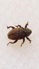 Curculionidae
