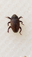 Curculionidae