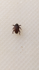 Curculionidae