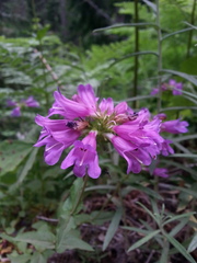 Penstemon serrulatus